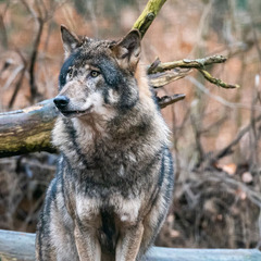 item_1100142_pic_1_orig