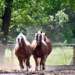 item_1110010_pic_1_orig